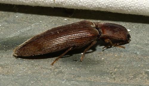 Réf. 307 900 : Stenagostus rhombeus
